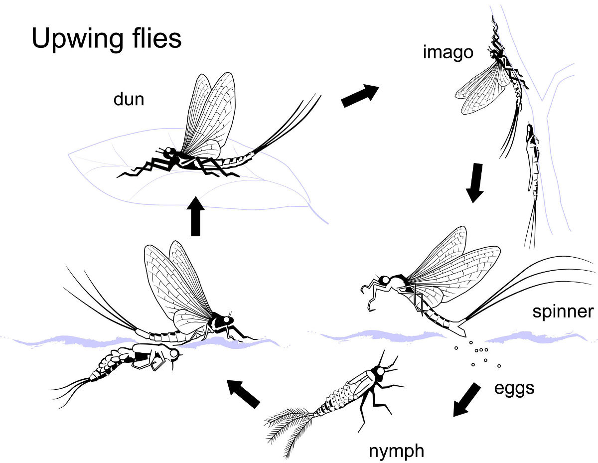 Upwing fly cycle